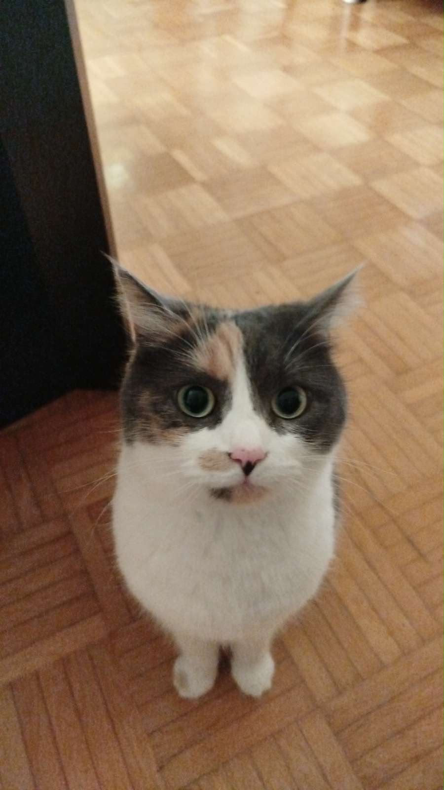 Foto der Katze