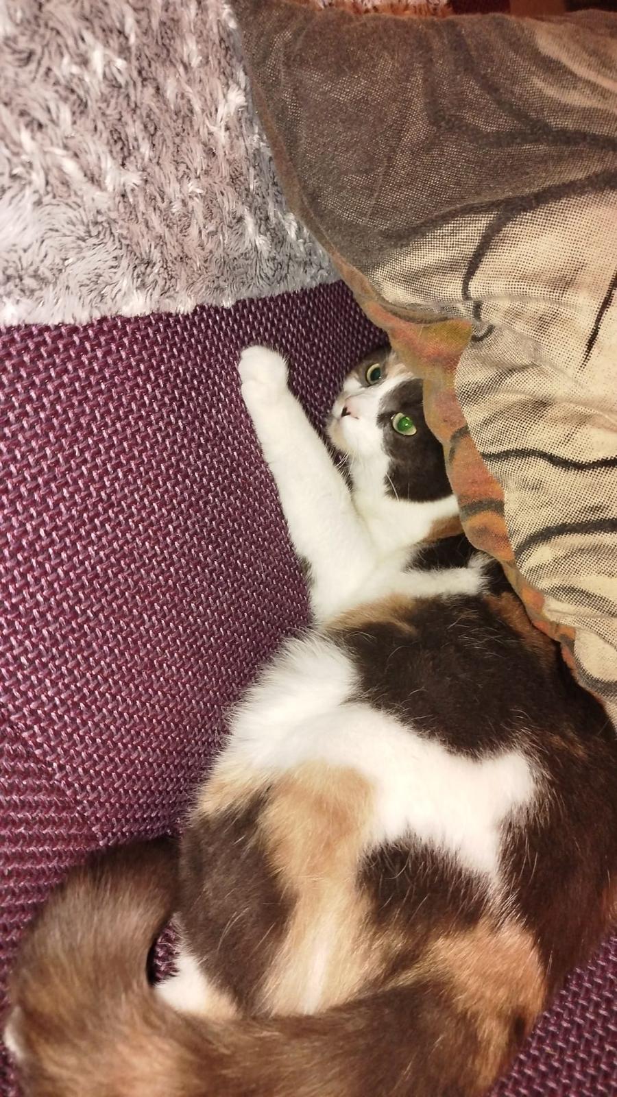 Foto der Katze
